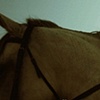 the golden cavaliere