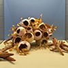 Bulbous Homes