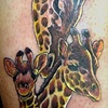 Giraffes