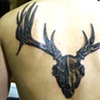 Deerskull