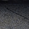 Fertile Ventilator (detail)