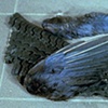 Regeneration (detail)