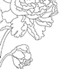 Peony Desk