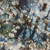 Tree Canopy - 2