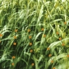 Turning on Nature - 8