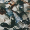 Mussel Shells