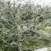 Turning on Nature - 7