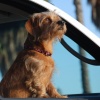 Co-Pilot