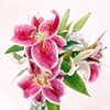 Still Flowers