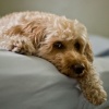 Bailey