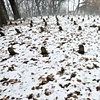 Peoria State Hospital Old Cemetary