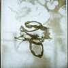 undercurrent (lightbox detail)