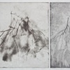 Transient