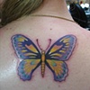 butterfly