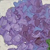 Hydrangea 1