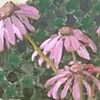 Cone Flowers on Green Fabric