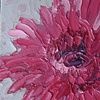 Pink Gerbera