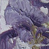 Purple Iris