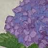 Hydrangea 2