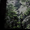 Ecologies (Simple Red - video)