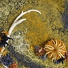"Sea Urchins and Sharks"
