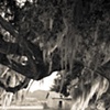Live Oaks in Vacherie
