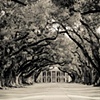 Oak Alley
