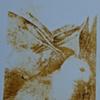 Rabbits