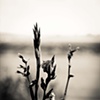 Fields