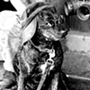 Dog Making a Buck