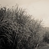 Sugar Cane Fields 2