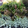 Medina Terraced Planting Box - after