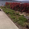 Medina Perennial border - before