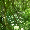 Magnolia - woodland walk