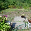 Magnolia - tapestry hill - before