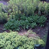 Medina Terraced Planting box - before