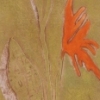 Fall, Parrot Plant Series
