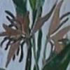 Parrot Plants in Triplicate