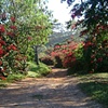 Rua