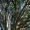 Eucalyptus Elder
