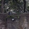 One of many surveillance cameras in S&atilde;o Paulo