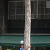 A street performer climbing a tree while balancing a soccer ball on his head. GOL!