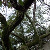 Forest in the City