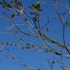 me branches