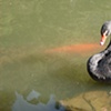 Black swan at Universidade Livre do Meio Ambiente (Free University of the Environment)