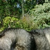 misplaced wolf