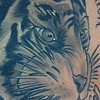 tiger
Chris Collinsworth Tattoo Denver CO