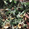detail of "One Square Yard"