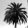 Narrative: Santa Monica 2011