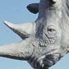 Rhino
